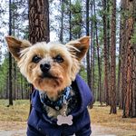 Joey St. Clair - @mightyjoeydog - Instagram