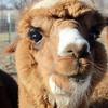 Joey Tracy - @fluffigalpacas - TikTok