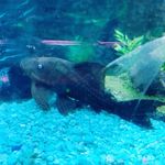Joey Waller - @redlandtropicalfishfarm - Instagram