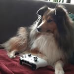 Joey Wolf - @_joey_wolf_2002_ - Instagram