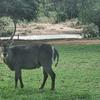 Johan botha - @johanbotha567 - TikTok
