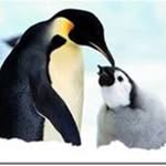 Johan Kruger - @penguin_air_conditioning - Instagram