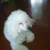 Johan Madriz Corrales - @johanmadriz26 - TikTok
