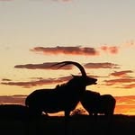 Johan Visser - @johan.visser.1069 - Instagram