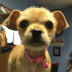 Johanna Green Bloom - @chula_pup - Instagram