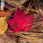 Johanna Rowe - @wawa.history - Instagram