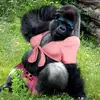 Johanna Rowe - @johanna.rowe7 - TikTok