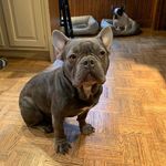 Boris - @john_m_aceto - Instagram