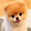 johnagromayor - @johnagromayor - TikTok