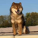 John-Albert Brown - @house_of_treasure_shiba_inu - Instagram