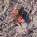 John Dick Dastardley Allinson - Facebook