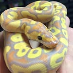 John Atchison - @thelightguysjsareptiles - Instagram