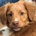 Tollhaven Kishkahdina-John &amp; Barb Mitchell - Facebook