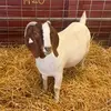 j28481380ls - @john.bark2 - TikTok