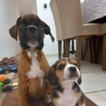 John & Bento - @johnebento - Instagram