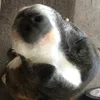 Sione.betham - @johnny.betham685 - TikTok