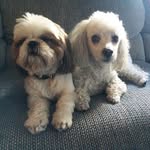 Stephen John Bianchini - @shih_tzuandpoodle - Instagram
