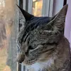 JohnnyManbunBieniek - @babylove17 - TikTok