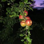 John Bill Mossop - @jmmossop - Instagram