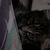 Kiyo - @johnabinion882 - TikTok