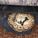 John Blaha Jr. - @perfectoddspythons - Instagram