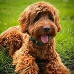 John Bogue - @barkingmadpetcareservices - Instagram