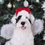 John Bogus - @johnnbogus - Instagram