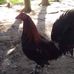 JC Backyard - Facebook