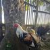 JJ Layam Brothers Backyard - Facebook