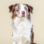 John Bouma - @ayp_pet_photography - Instagram