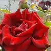 @OmG - @johnbrandley386 - TikTok