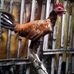 Mark John Pure Breed Hulo" - Facebook