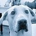 John Bucci - Facebook