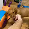 John Buchan - @thevizslagator - TikTok