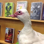John Buchan Library - @ltslibrary - Instagram