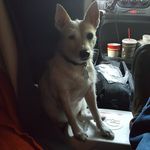 John Buffington - @jotheexpediterdog - Instagram