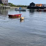 John Burnham - @real_bird_dog - Instagram