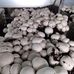 John jieya button mushrooms growing and consultant - Facebook