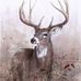John John Cellucci - Facebook