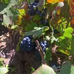 John Chalmers - @winetangerine - Instagram
