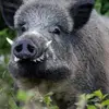 johnchasse596 - @johnchasse596 - TikTok