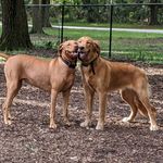 John Chestnut Dog Park - @johnchestnutdogpark - Instagram