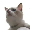 johnchina - @xuanchina167 - TikTok