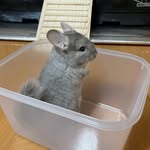 チンチラのチュチュ - @john_chuchu_1230 - Instagram