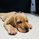 JOHN 🐶 - @john_cockerspaniel - Instagram