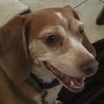 Johnco - @johncodadog - Instagram