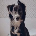 John Collie - @meuborderjohn - Instagram