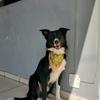John Collie - @john_collieofc - TikTok