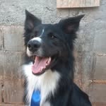 John Collie - @john_collieofc - Instagram