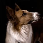 John_collie - @john_mydog - Instagram